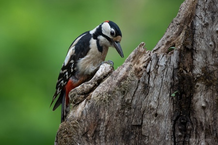 Great Spotted Woodpecker (Dendrocopos major) Graham Carey 