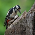 Great Spotted Woodpecker (Dendrocopos major) Graham Carey 