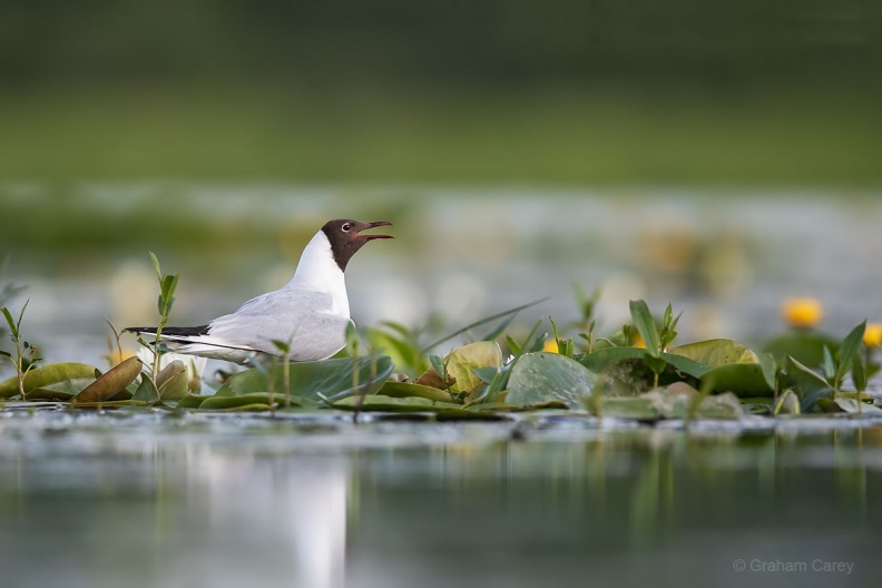 Black-headed Gull (Larus ridibundas) Graham Carey DX2_3185mxsmall.jpg