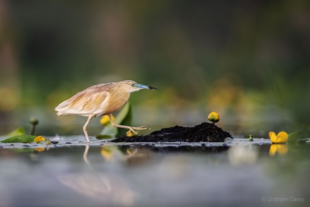 Squacco Heron (Ardeola ralloides) Graham Carey