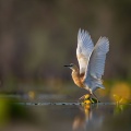 Squacco Heron (Ardeola ralloides) Graham Carey