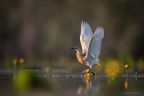 Squacco Heron (Ardeola ralloides) Graham Carey