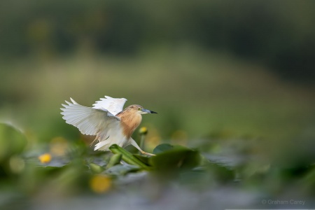 Squacco Heron (Ardeola ralloides) Graham Carey