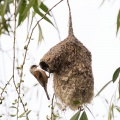 Penduline Tit (Remiz pendulinus) Graham Carey 