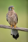 Kestrel (Falco tinnunculus) Graham Carey