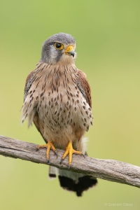 Kestrel (Falco tinnunculus) Graham Carey