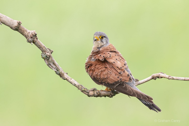 Kestrel (Falco tinnunculus) Graham Carey DX2_0779mxsmall.jpg