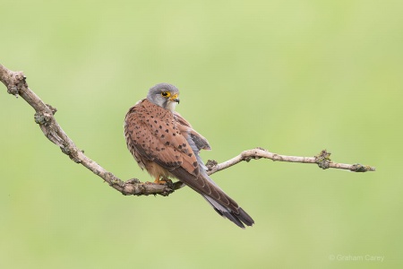 Kestrel (Falco tinnunculus) Graham Carey