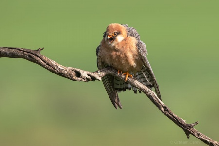 Red-footed Falcon (Falco vespertinus) Graham Carey