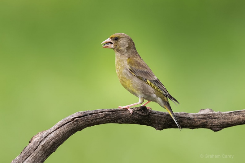Greenfinch (Carduelis chloris) Graham Carey DX2_8873mxsmall.jpg