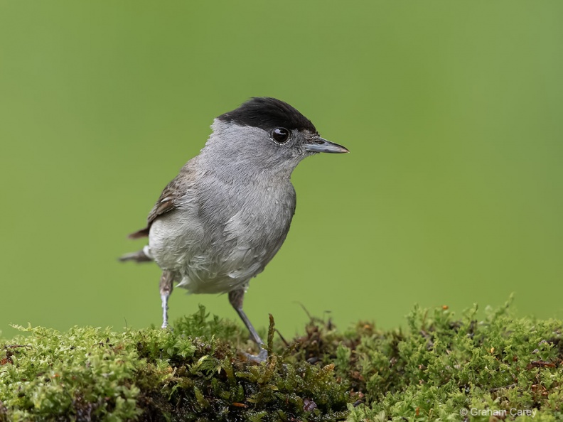 Blackcap (Sylvia atricapilla) Graham Carey DX2_9351mxsmall.jpg