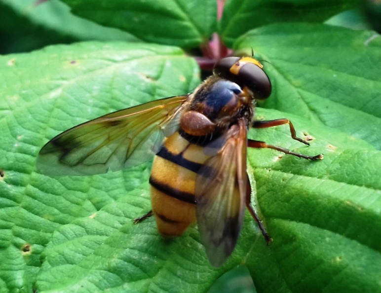 Surrey, August 2019 hoverfly.jpg