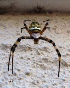wasp spider (Argiope bruennichi)