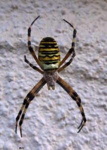 wasp spider (Argiope bruennichi)