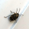 Brassica shieldbug (Eurydema oleracea)