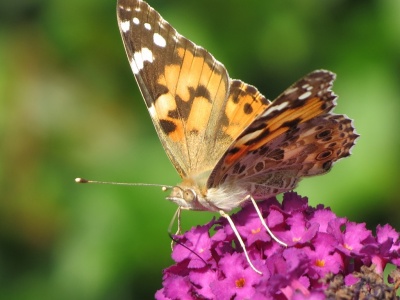 painted lady (Vanessa cardui)