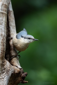 Nuthatch (Sitta europaea) Graham Carey