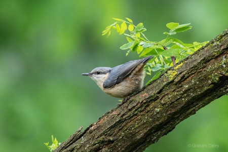 Nuthatch (Sitta europaea) Graham Carey