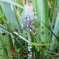 wasp spider (Argiope bruennichi)