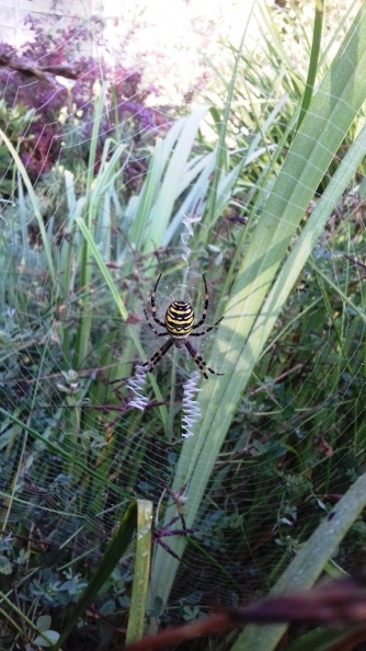 Surrey, August 2019
The web has an unusual pattern. wasp spider ex 20190826_075706 (1000).jpg