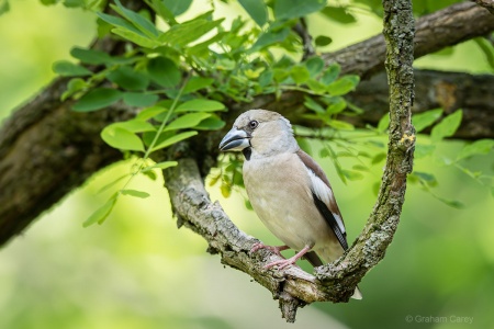 Hawfinch (Coccothraustes coccothraustes) Graham Carey 