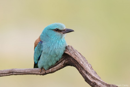 European Roller (Coracias garrulus) Graham Carey