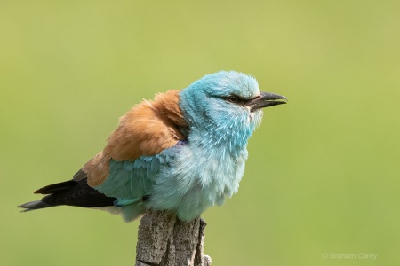 European Roller (Coracias garrulus) Graham Carey