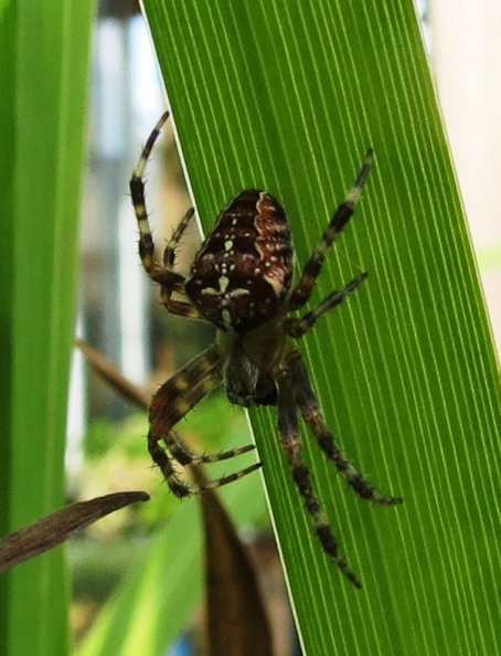 Surrey, September 2019 Araneus diadematus ex IMG_9813.JPG