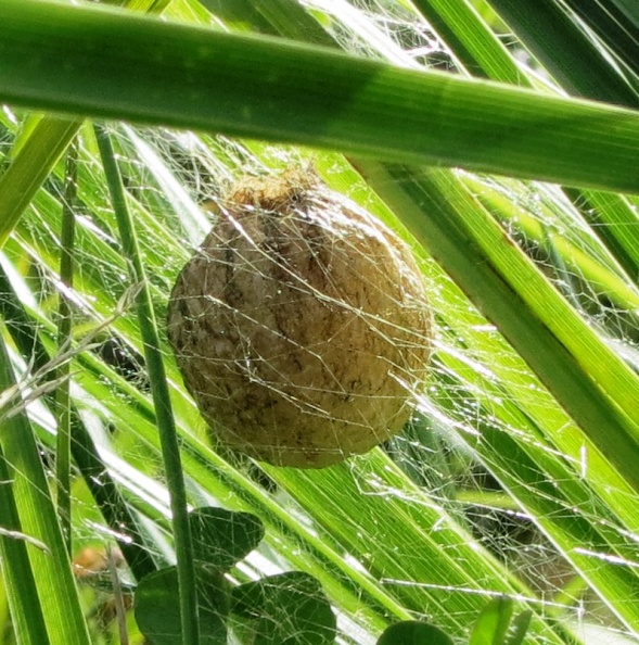 spider nest.jpg