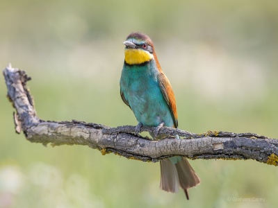European Bee-eater (Merops apiaster) Graham Carey