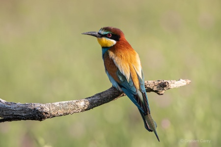 European Bee-eater (Merops apiaster) Graham Carey