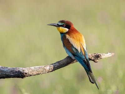 European Bee-eater (Merops apiaster) Graham Carey