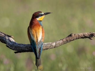 European Bee-eater (Merops apiaster) Graham Carey