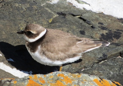 ringed plover (Charadrius hiaticula)