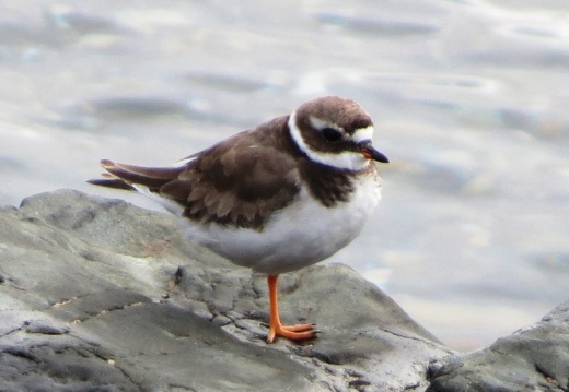 ringed plover (Charadrius hiaticula) Kenneth Noble