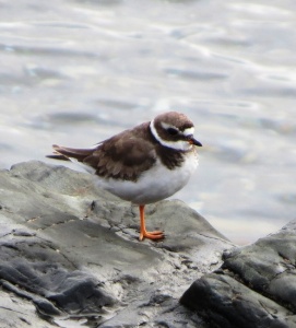 ringed plover (Charadrius hiaticula) Kenneth Noble