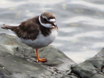 ringed plover (Charadrius hiaticula) Kenneth Noble