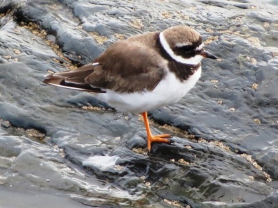 ringed plover (Charadrius hiaticula) Kenneth Noble