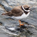 ringed plover (Charadrius hiaticula) Kenneth Noble