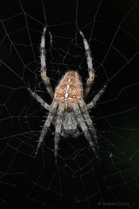 Garden Spider (Araneus diadematus) Graham Carey 