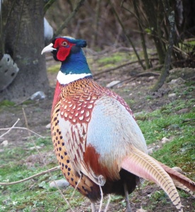 Pheasant (Phasianus colchicus) Kenneth Noble