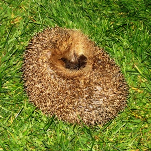 hedgehog (Erinaceus europaeus)
