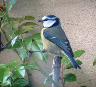 Blue tit (Cyanistes caeruleus)