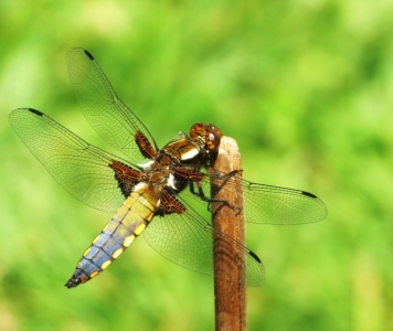 broad-bodied chaser (Libellula depressa)