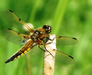 four-spotted chaser (Libellula quadrimaculata) Kenneth Noble