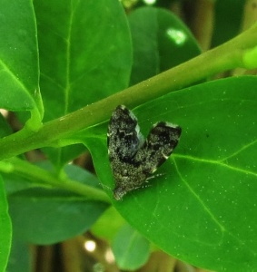Anthophila fabriciana (nettle-tap moth)