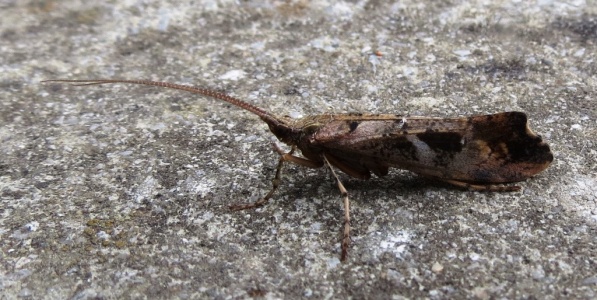 Glyphotaelius pellucidus