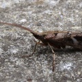 Glyphotaelius pellucidus