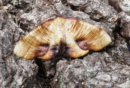 scorched wing (Pelophylax ridibundus) Kenneth Noble