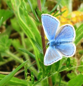 common blue ex IMG 0828 (1000)